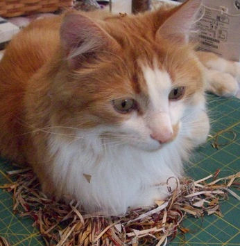 cat-on-fabric-nest_cottonsnwoolens