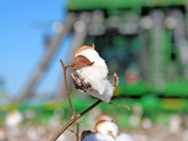 cotton bowl at harvest DeltaFarmPress.com