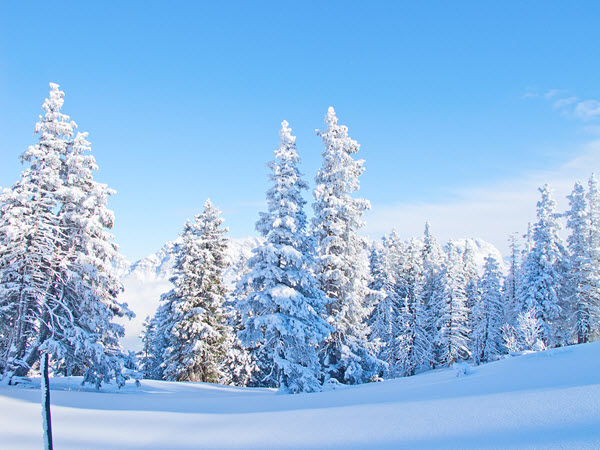 resized_Snow Covered Trees